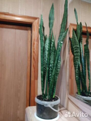 Сансевиерия, (тещин язык)