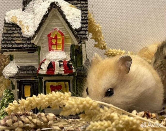 Хомячки персиковые(+Клетки)