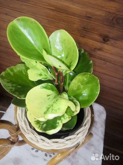Пеперомия туполистная вариегатная