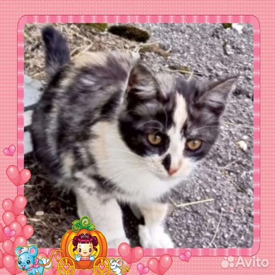 Котенок (девочка)