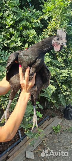 Молодые петушки Ухейилюль, возраст 5 месяцев