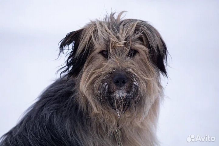 Тедди нуждается в доме В добрые руки