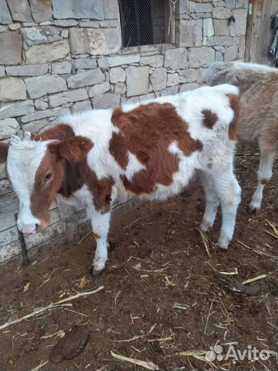 Телята, бычки