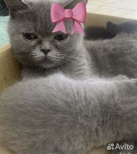 Британская