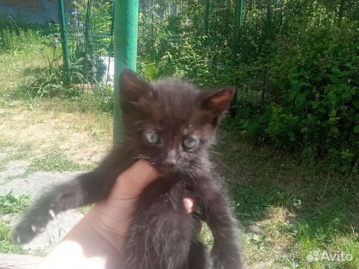 Котята в добрые руки бесплатно