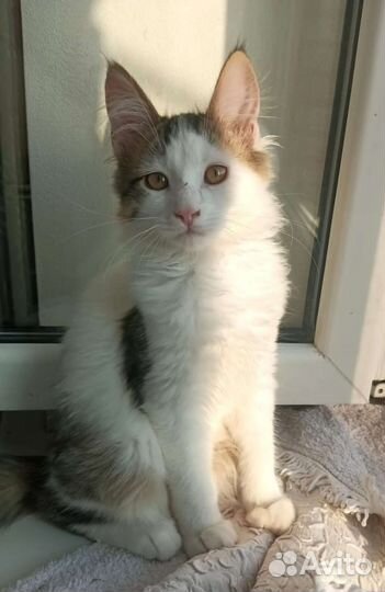 Выдают себя за мейкунов