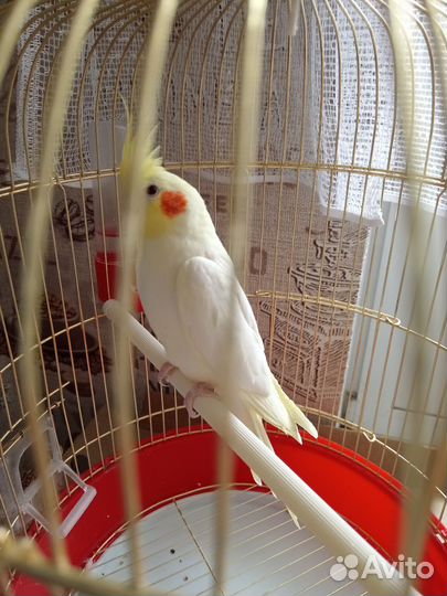 Попугай корелла девочка