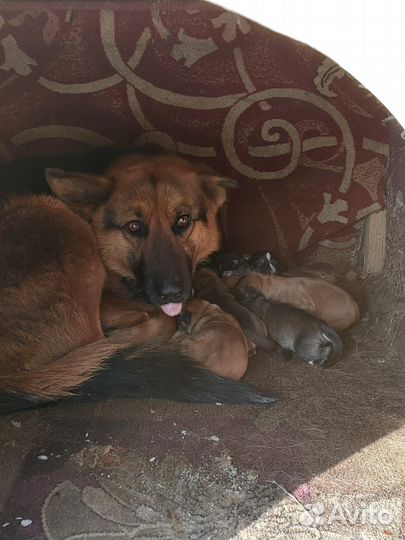 Бельгийская овчарка