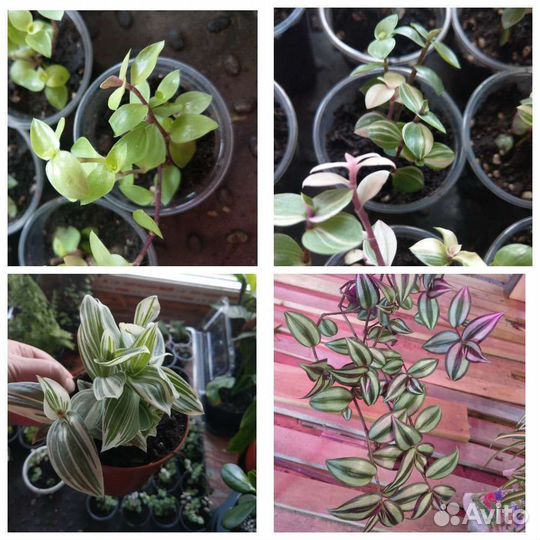 Комнатные цветы