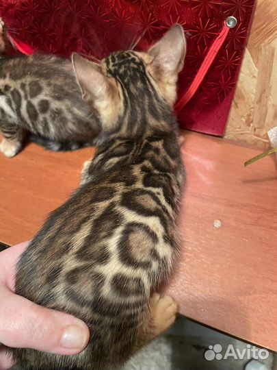 Котята бенгальской породы