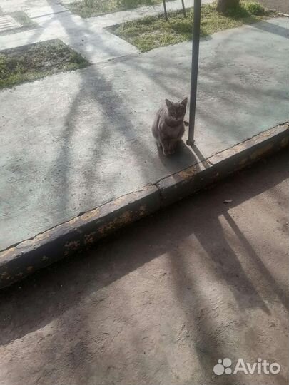 Кошка в добрые руки