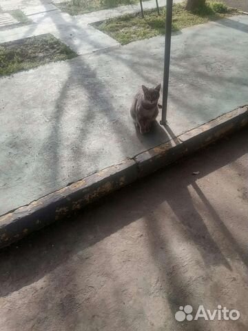 Кошка в добрые руки