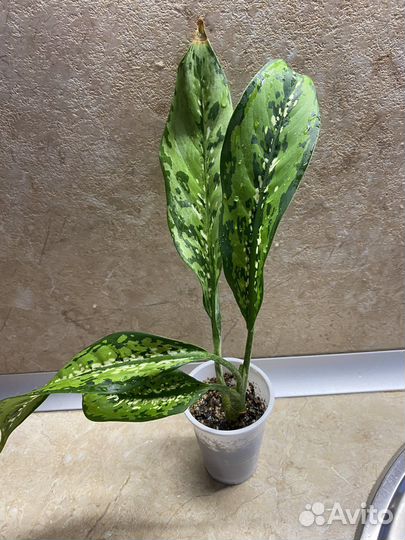Диффенбахия шкура дракона