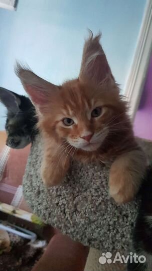 Котята мейн-кун