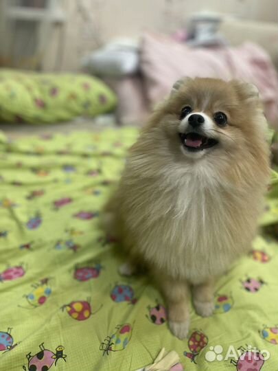 Шпиц. Вязка