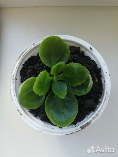 Каланхоэ цветущий