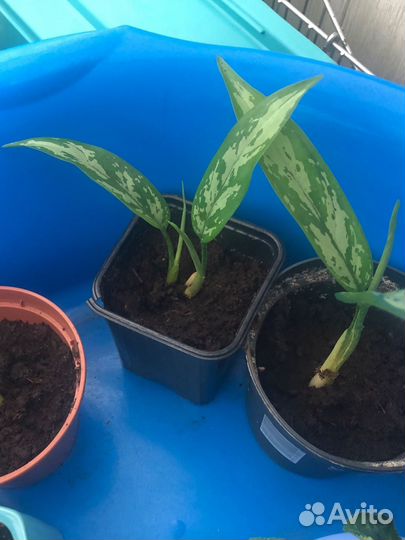 Аглаонема сансевиерия