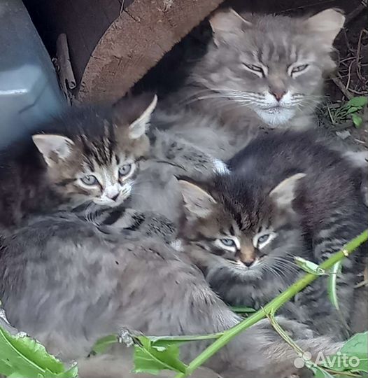 Котята в добрые руки