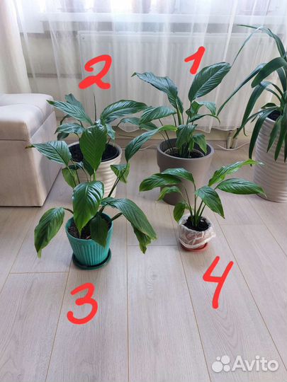 Спатифиллум