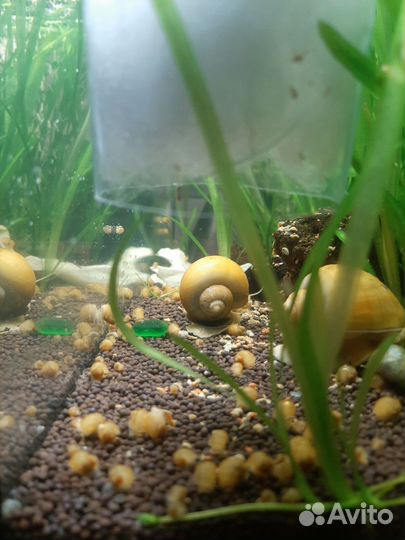 Улитки ампулярии аквариумные