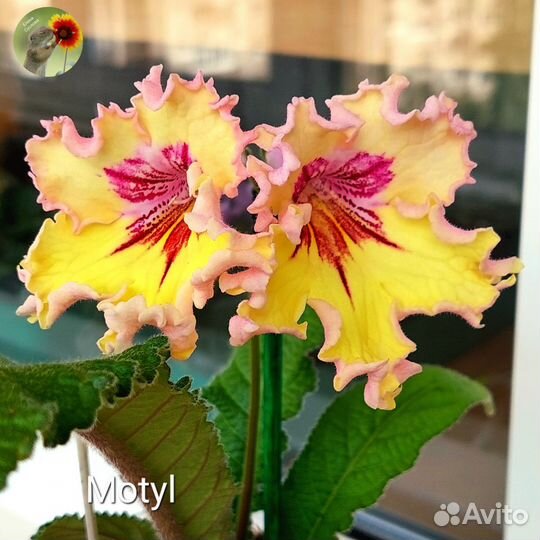 Детки сортовых стрептокарпусов