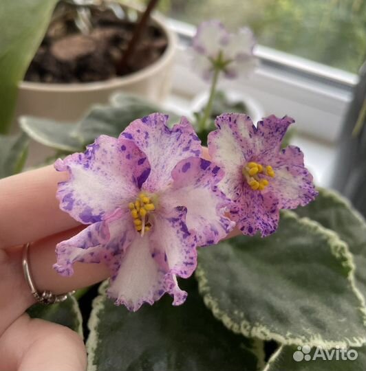 Детки сортовых фиалок