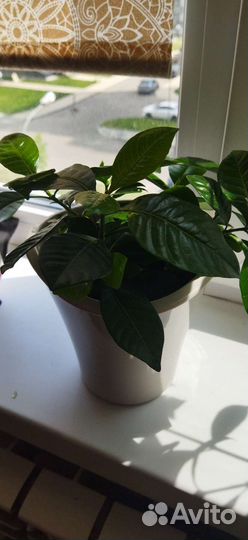 Гардения жасминовидная