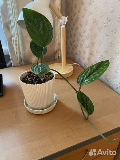 Монстера Peru/ Эпипремнум Marble planet