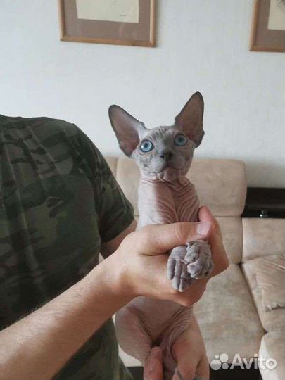 Канадский сфинкс котята