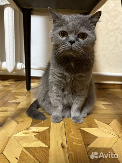 Британская кошка в дар