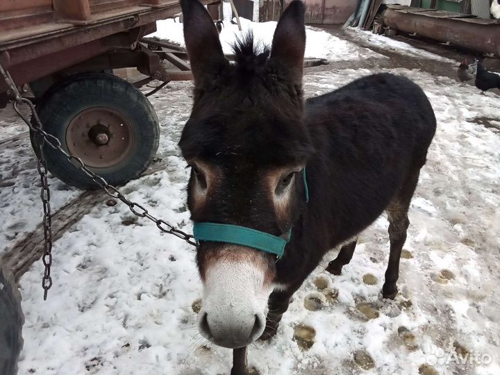 Домашний осел