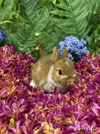 Ручной кролик