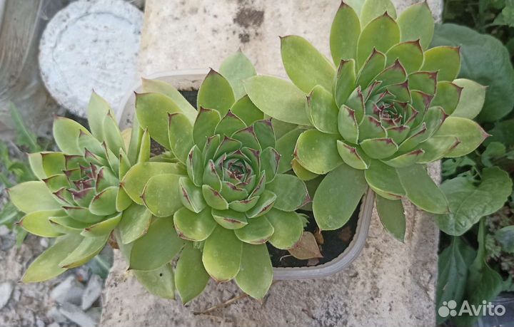 Суккуленты