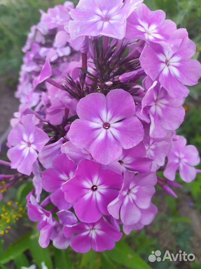 Флоксы сортовые