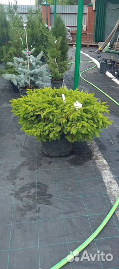 Посадка деревьев и кустарников