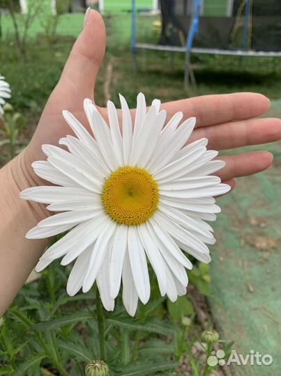 Ромашка садовая крупная