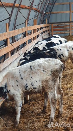 Кфх Сахипгараев продажа Бычков