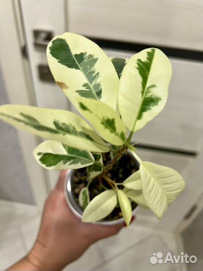 Фикус Альбомаргината 20 см