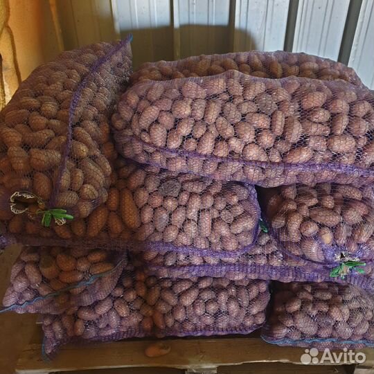 Продам картофель