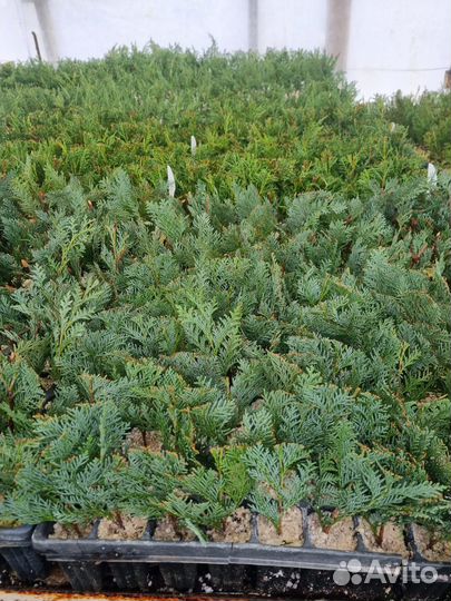 Смесь, чернозем полевой, навоз сыпец 3г, привезу