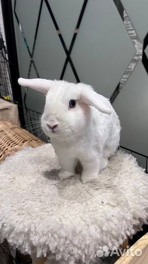 Декоративные кролики. Ищу заботливые руки