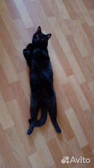 Британский котик