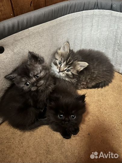 Британские котята