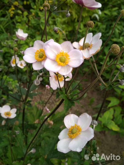 Анемона яблоневый цвет