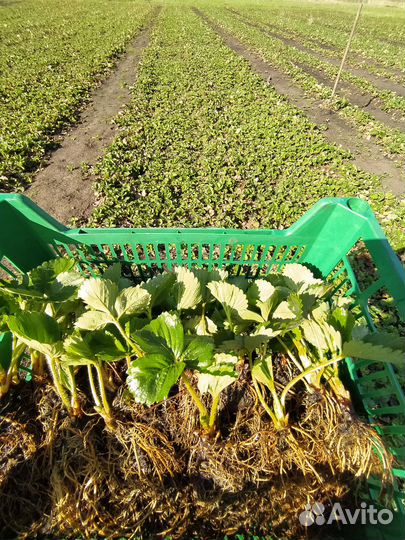 Рассада клубники Азия