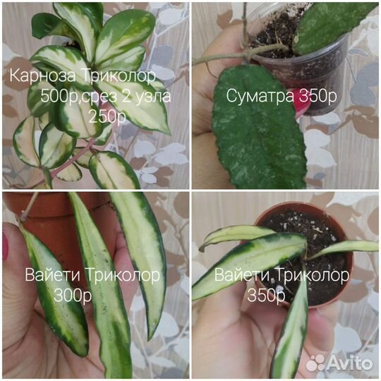 Хойя Компакта вар. и другие