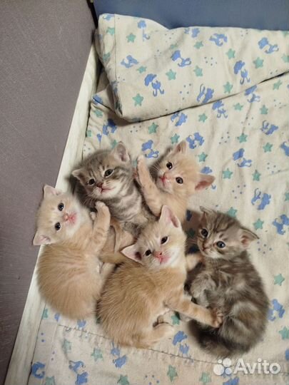 Вислоухие котята