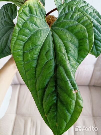 Антуриум Сирих