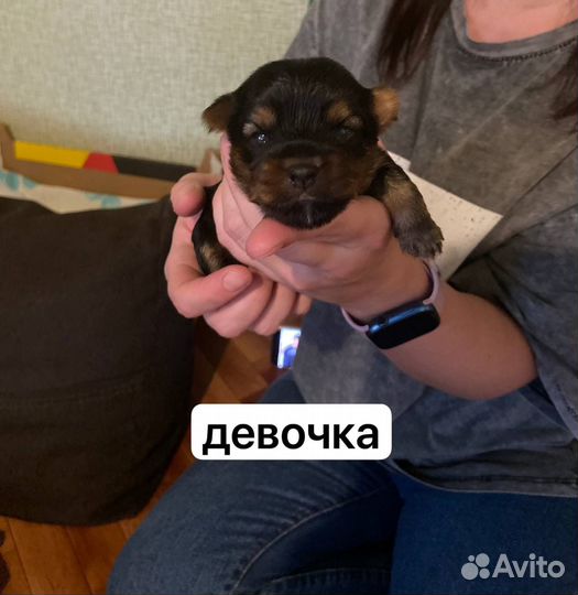 Щенки йорка