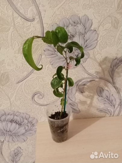 Церапегия, Фикус Барок, Филодендрон